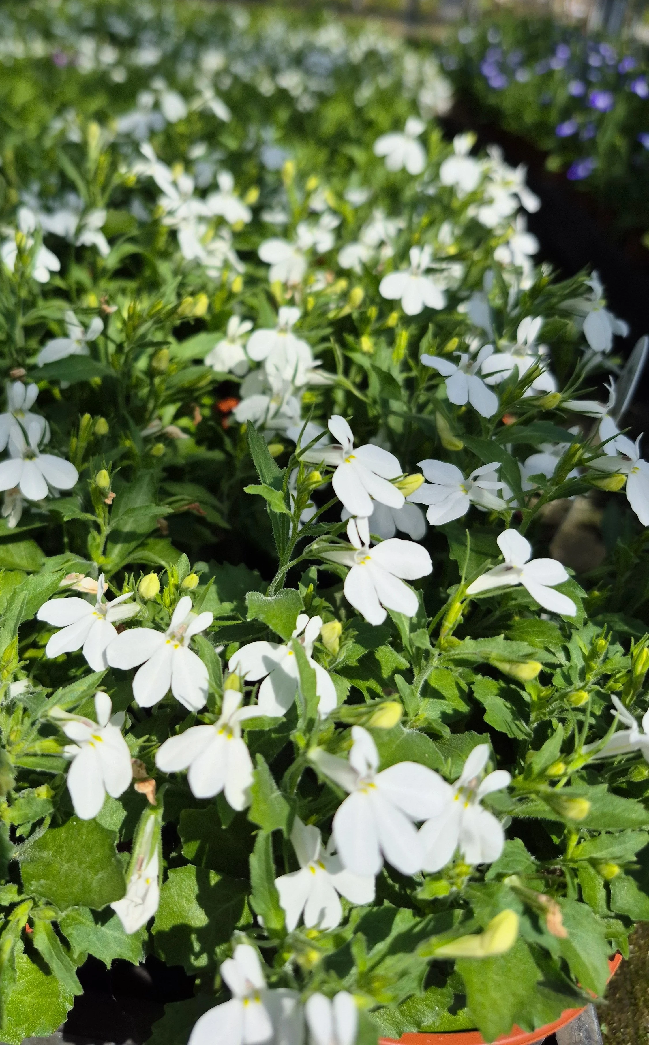 lobelia erinus africo white cloud (2).webp