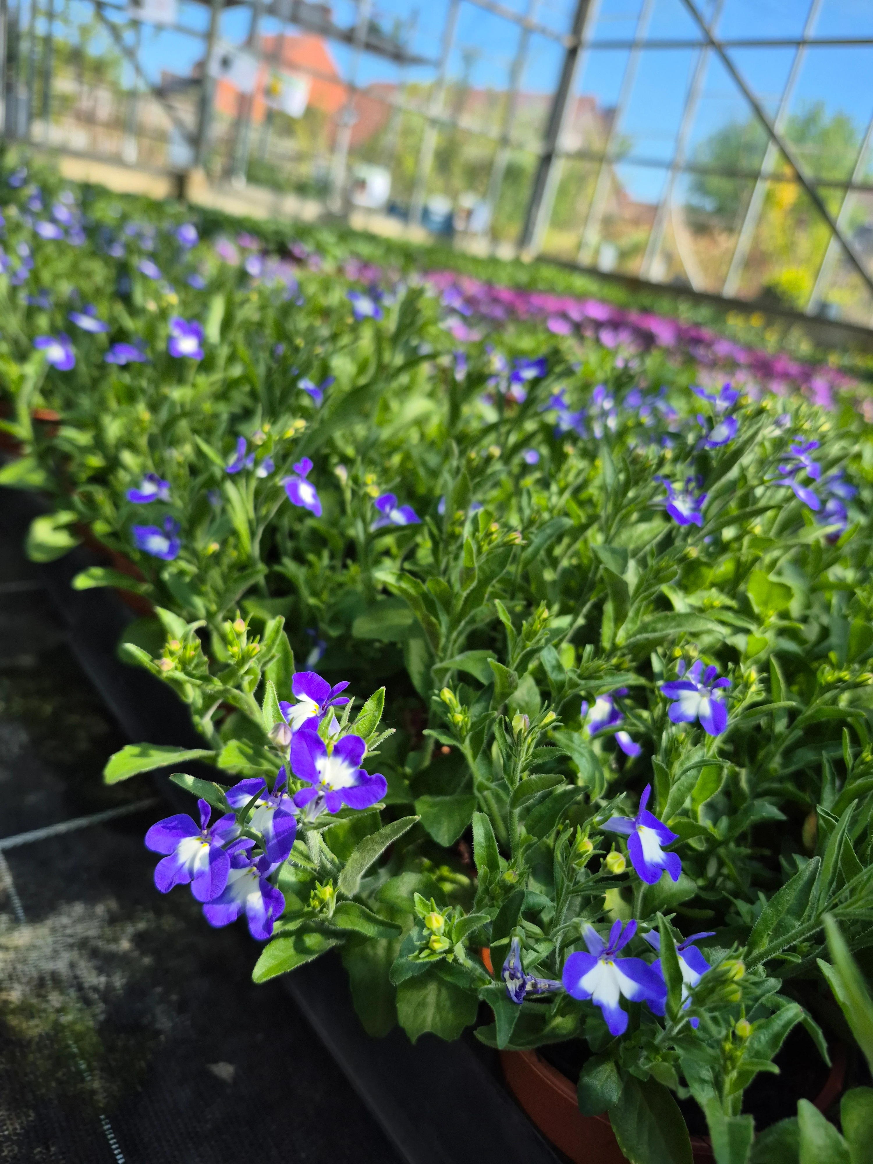 lobelia erinus africa shine (2).webp
