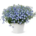 Lobelia erinus Africo Shine.webp