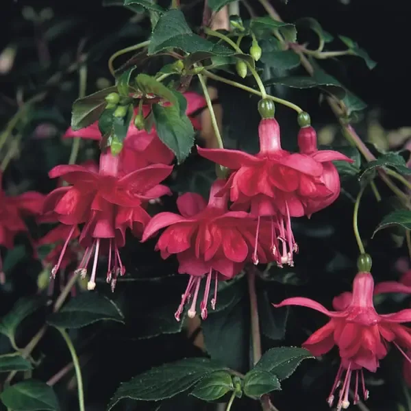 Fuchsia hybrida Trailing Blaze Away.webp