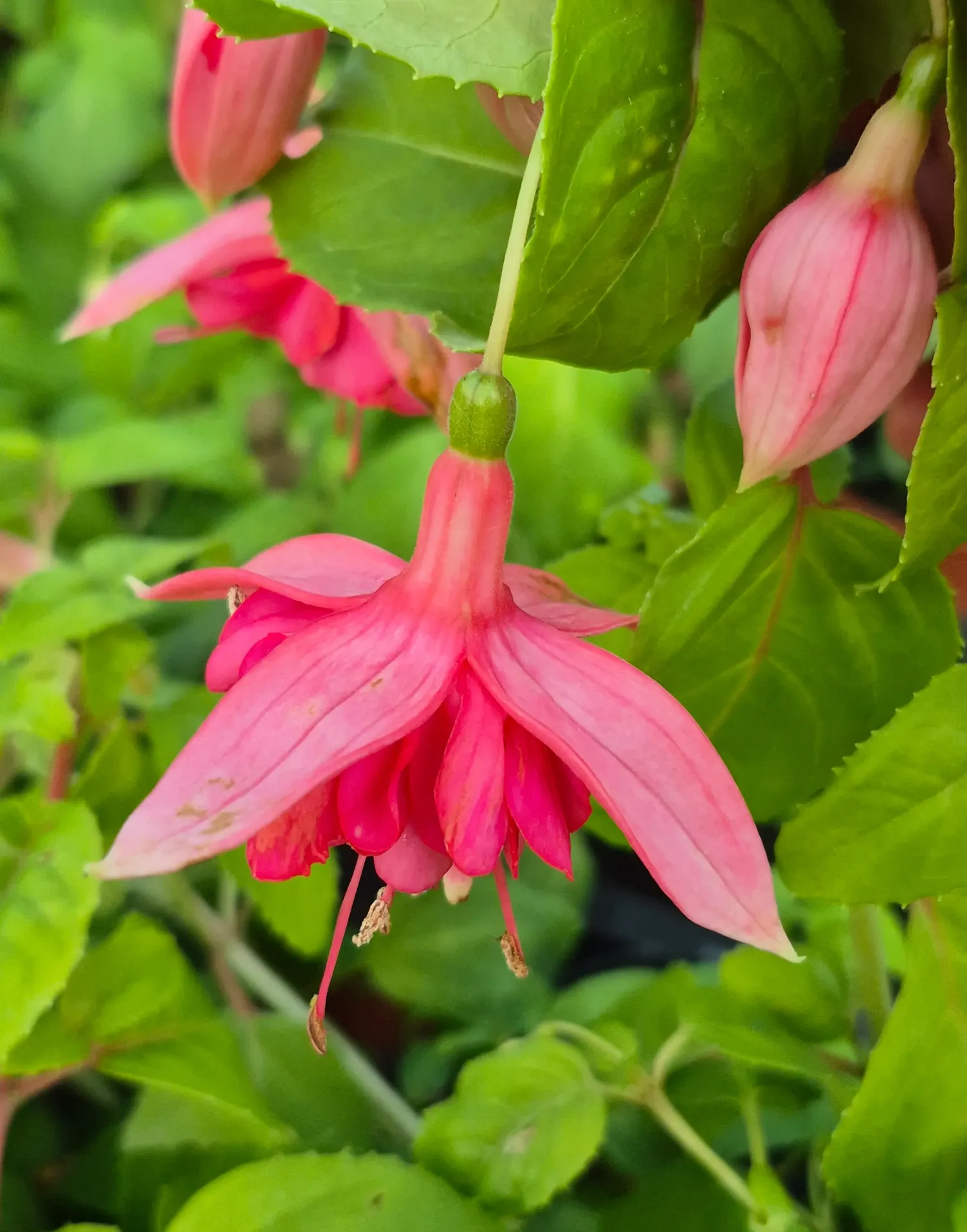 fuchsia hyb trailling blaze away.webp