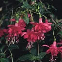 Fuchsia hybrida Trailing Blaze Away.webp