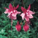 Fuchsia hybrida Trailing El Camino.webp