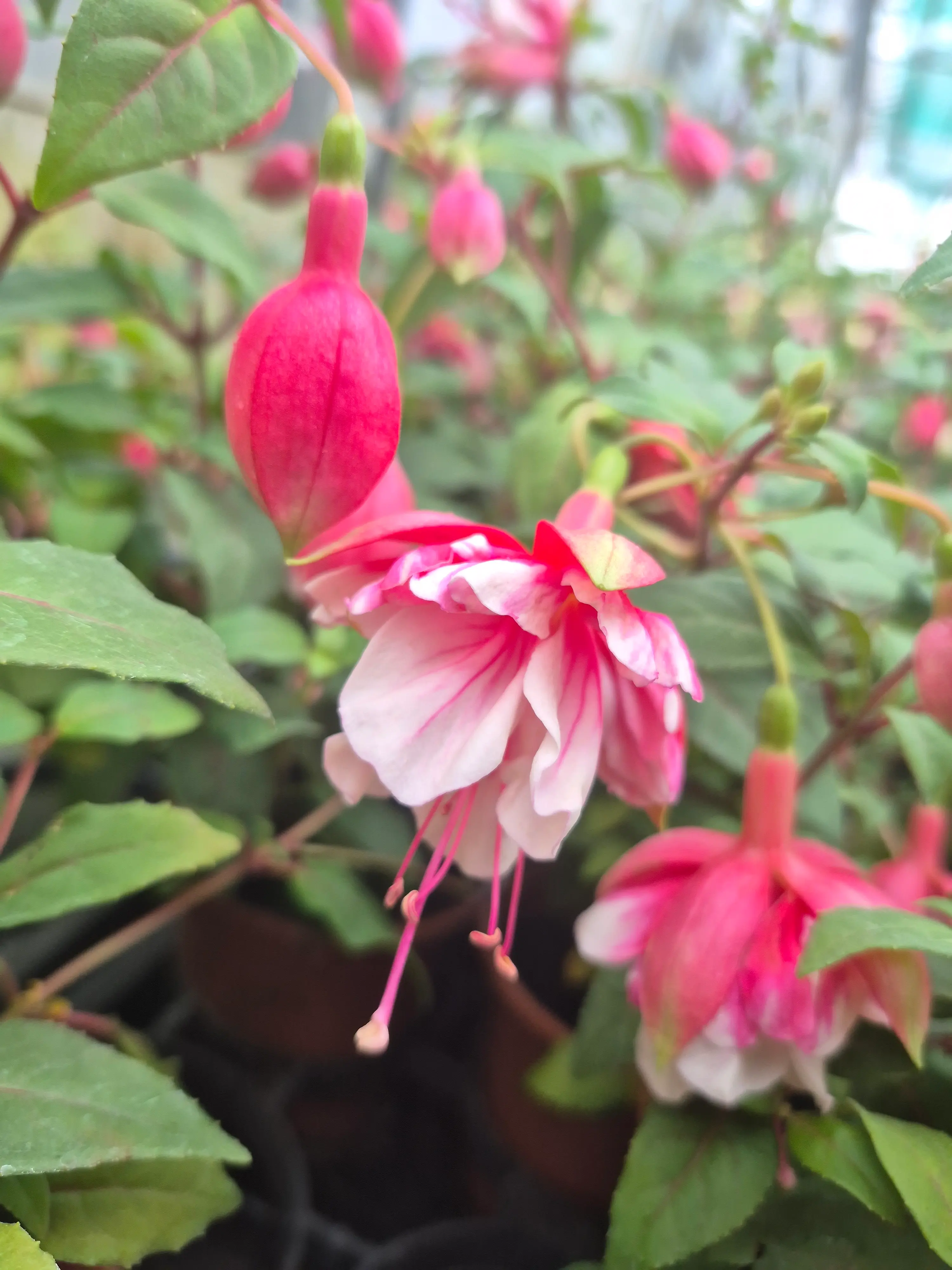 fuchsia hyb trailing el camino (2).webp