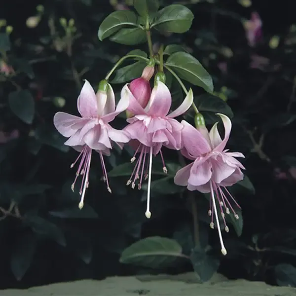 Fuchsia hybrida Trailing Claudia.webp