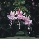 Fuchsia hybrida Trailing Claudia.webp