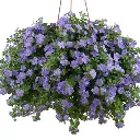 Bacopa cordata Gulliver blue.webp