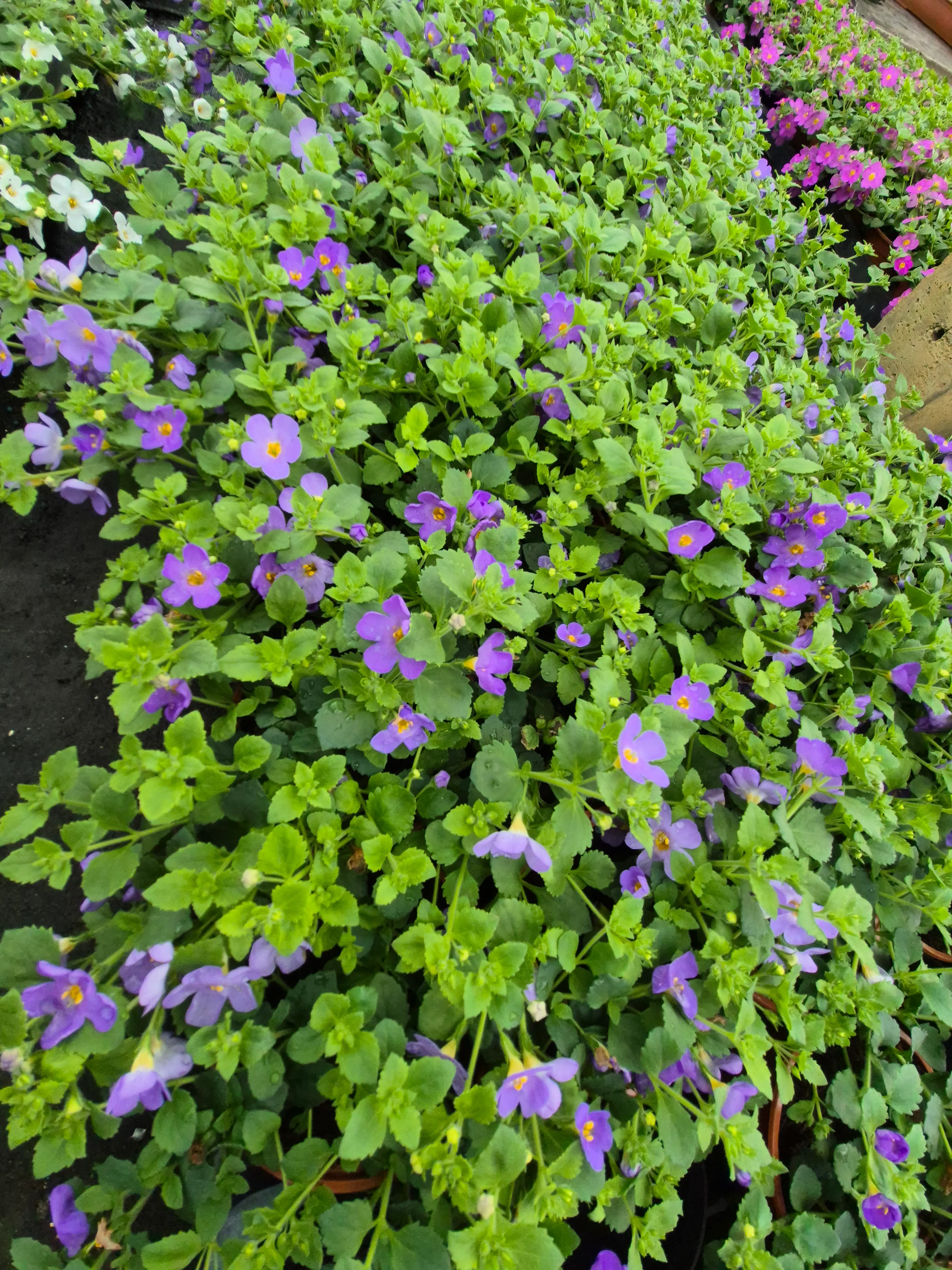bacopa gulliver blue sensation.webp