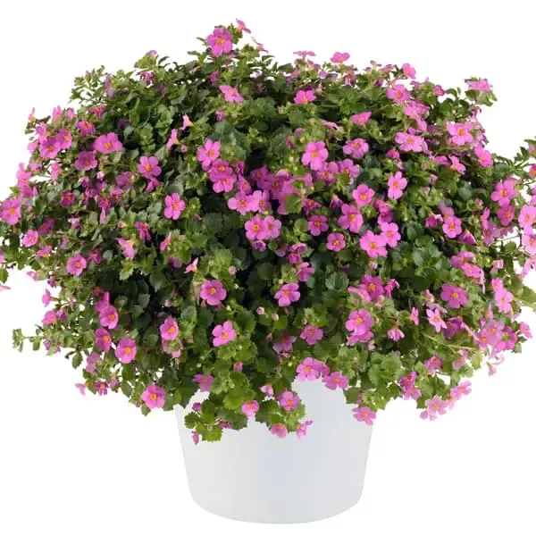 Bacopa cordata Gulliver Rosa.webp