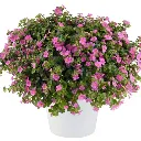 Bacopa cordata Gulliver Rosa.webp