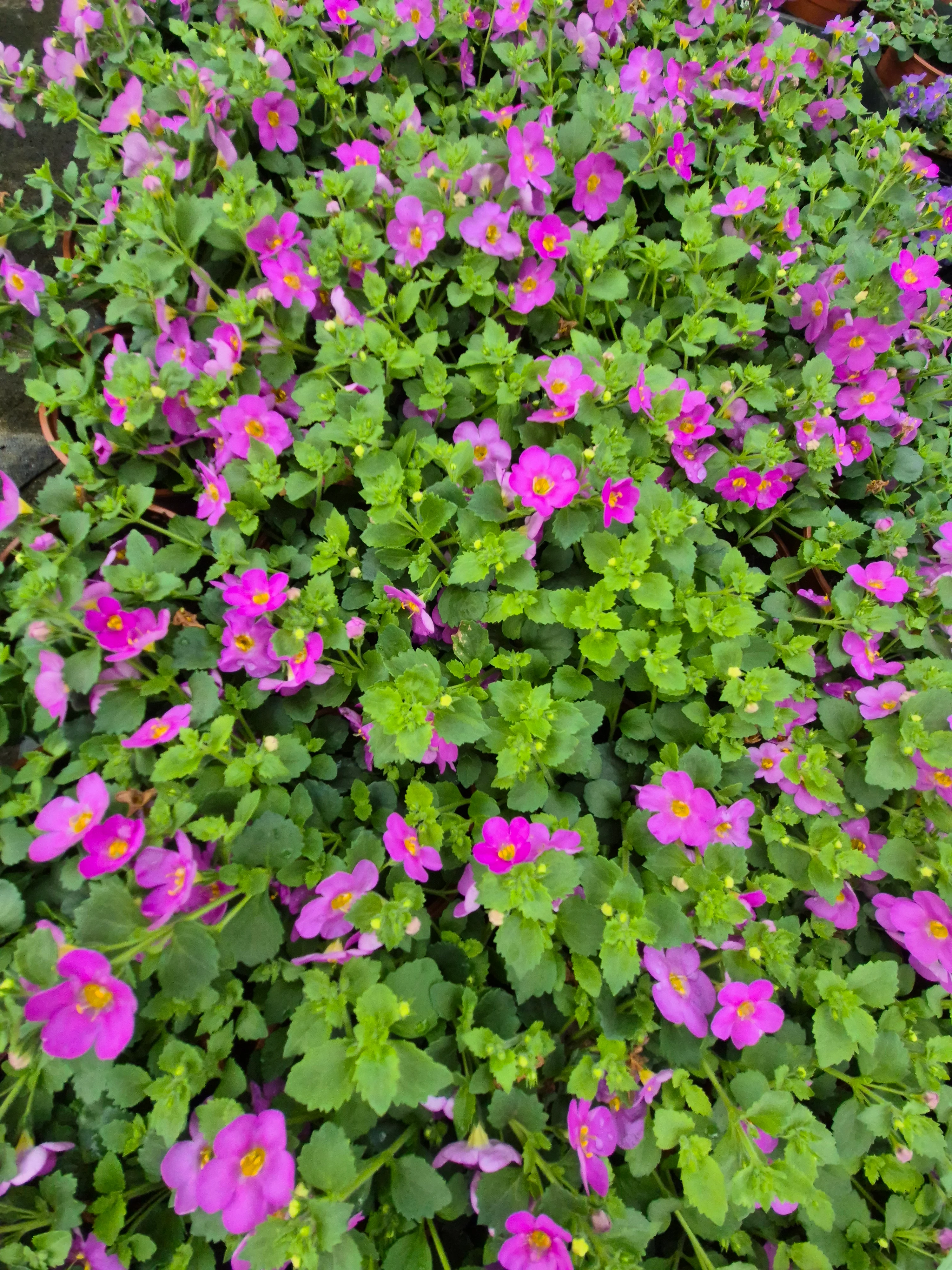bacopa cordata gulliver compact rosa (2).webp
