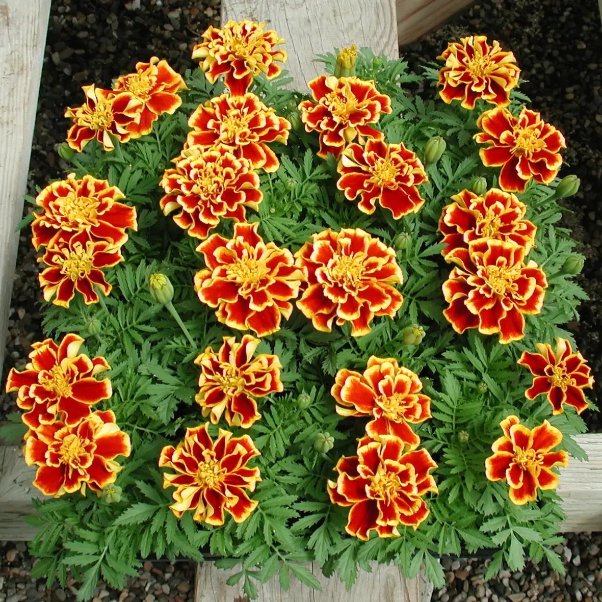 Tagetes patula Queen Yellow Fire.webp