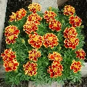 Tagetes patula Queen Yellow Fire.webp