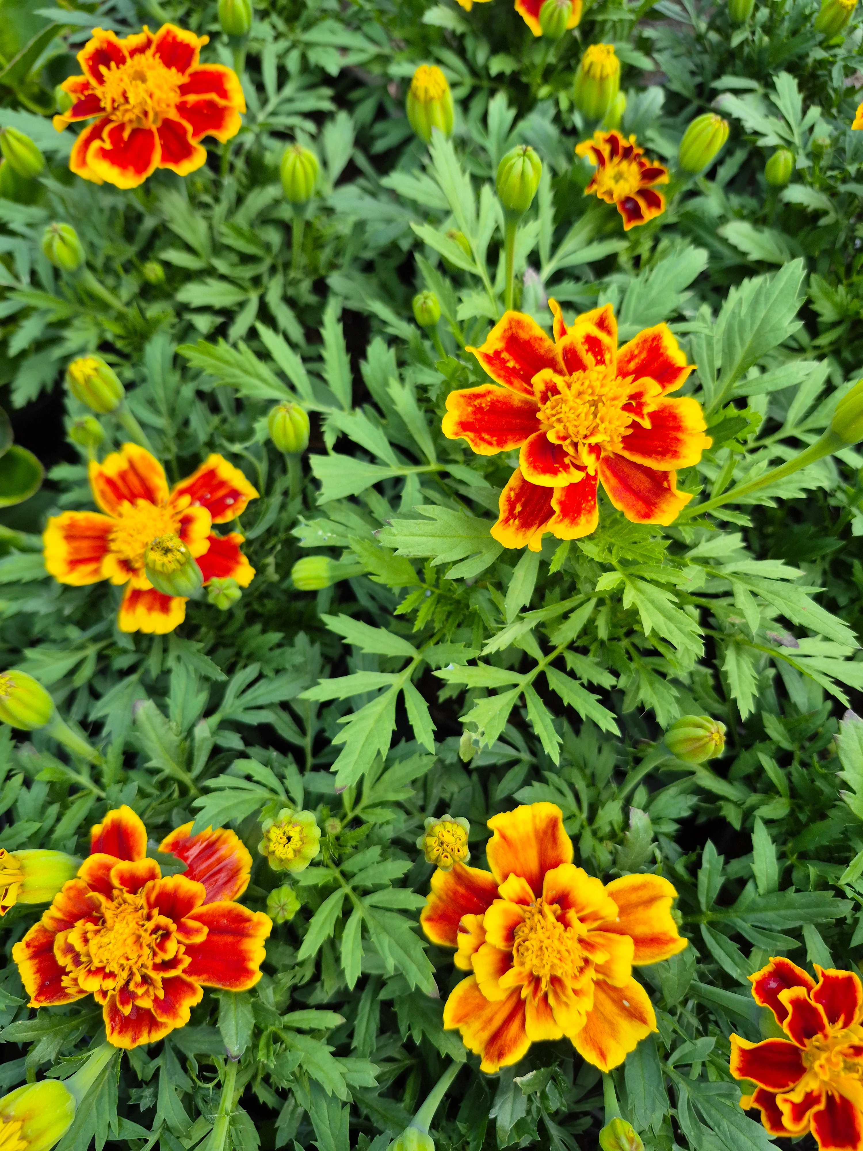 tagetes patula queen yellow fire.webp