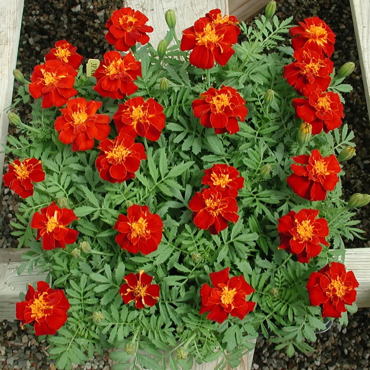 Tagetes patula Queen Red.webp