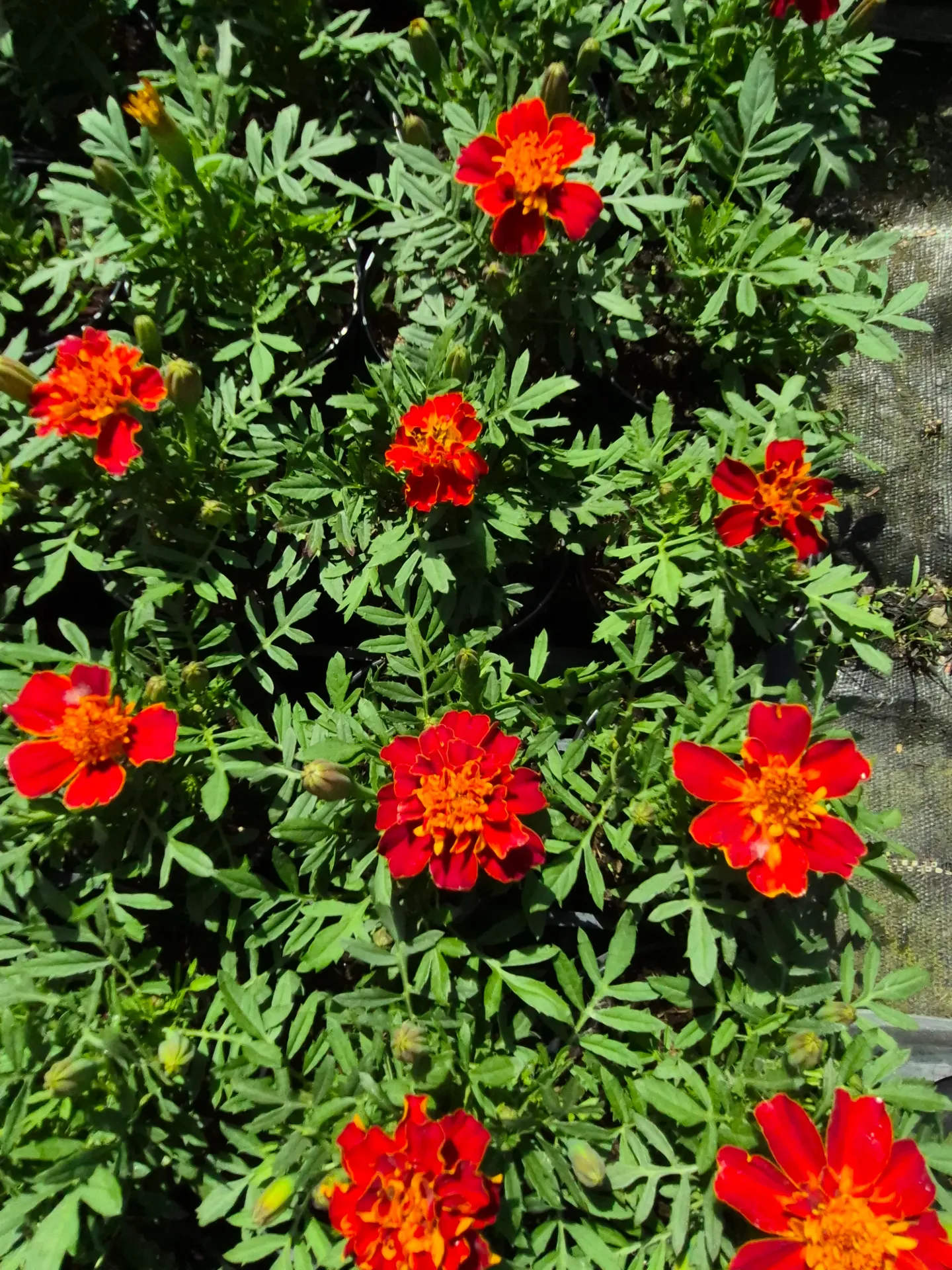 tagetes patula queen red improved (2).webp