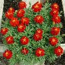 Tagetes patula Queen Red.webp