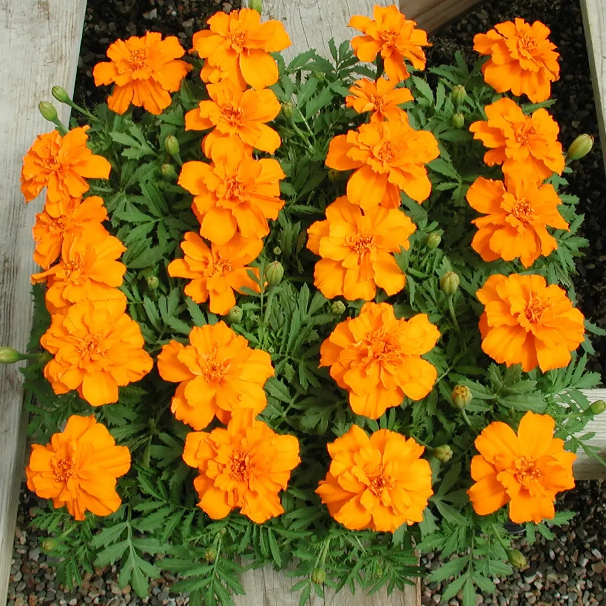Tagetes patula Queen Orange.webp