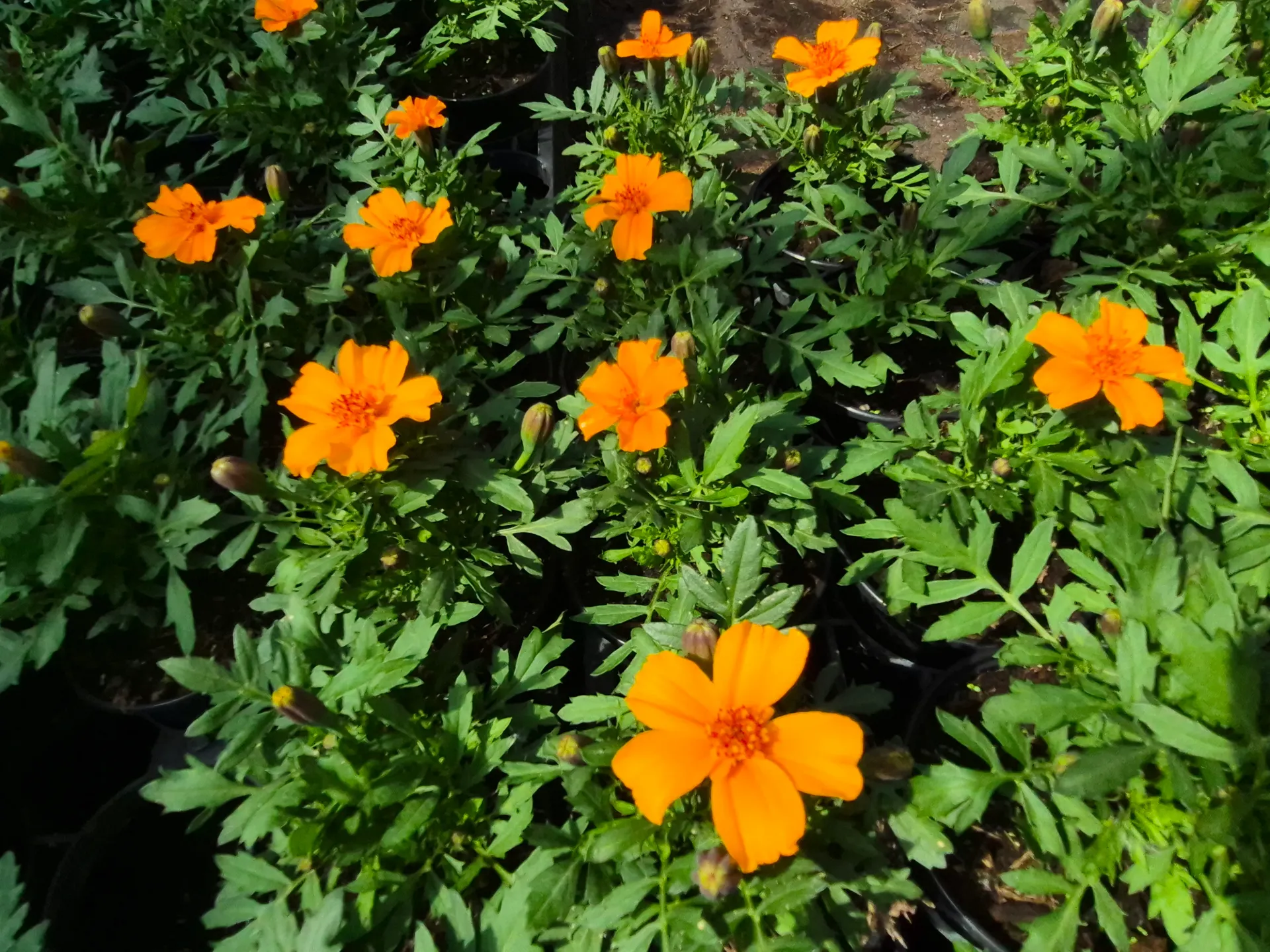 tagetes patula queen orange.webp