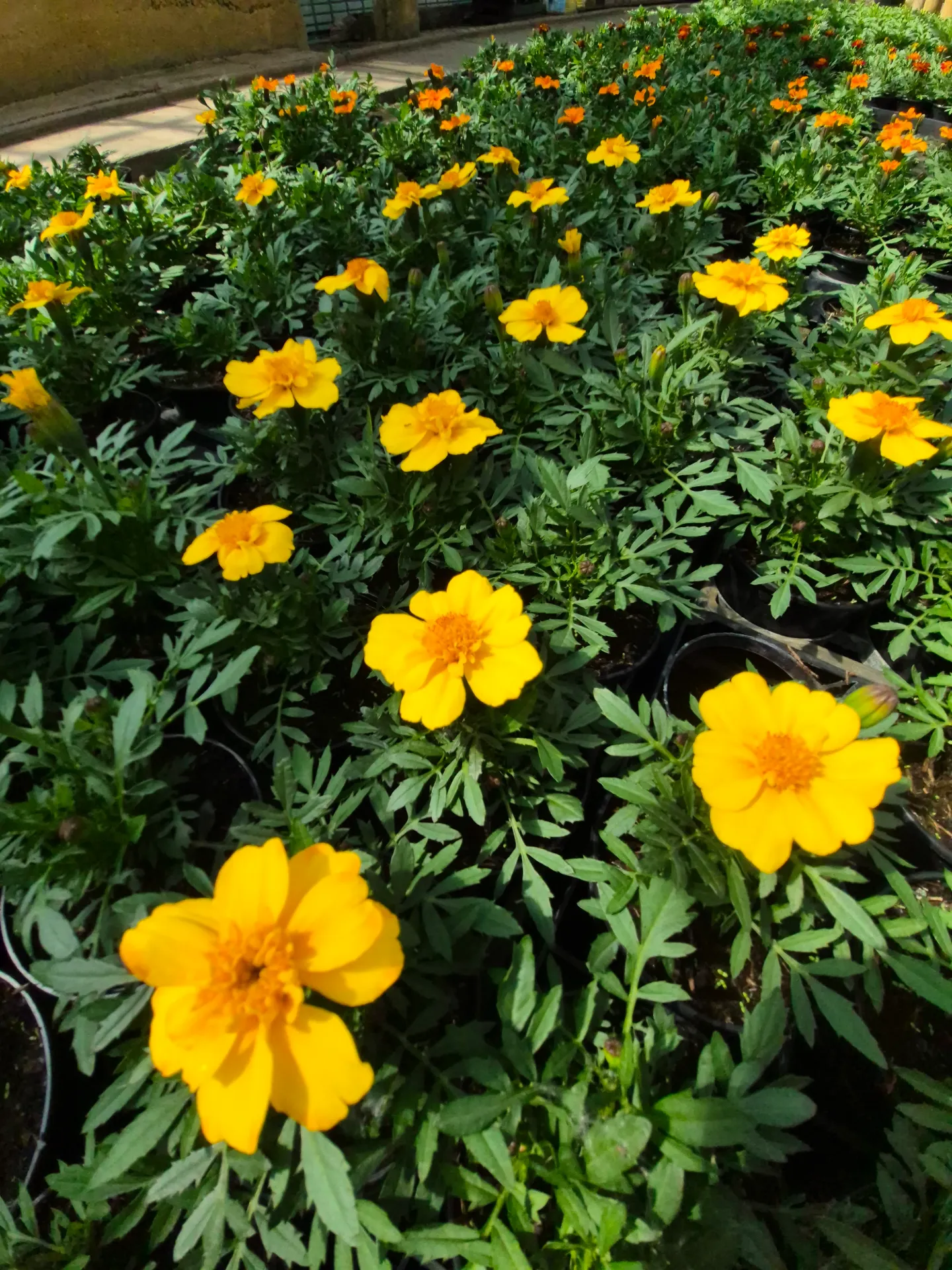 tagetes patula queen yellow.webp