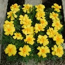 Tagetes patula Queen Yellow.webp