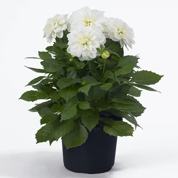 Dahlia hybrida Dahlietta Select Whitney.webp