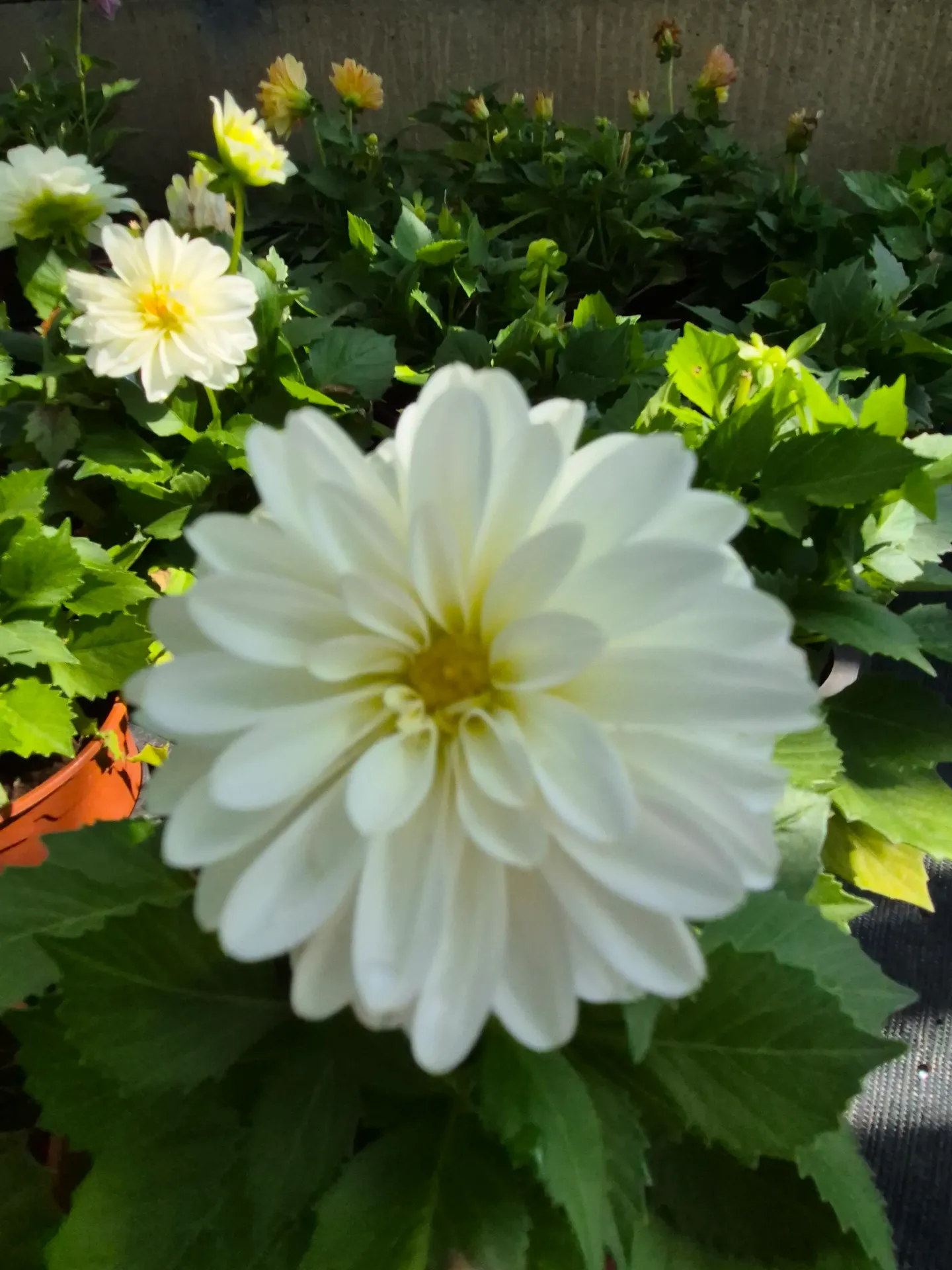Dahlia hybrida Dahlietta Select Whitney (3).webp