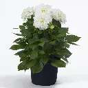 Dahlia hybrida Dahlietta Select Whitney.webp