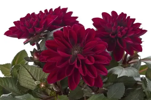 Dahlia hybrida Dahlietta Select Patty.webp