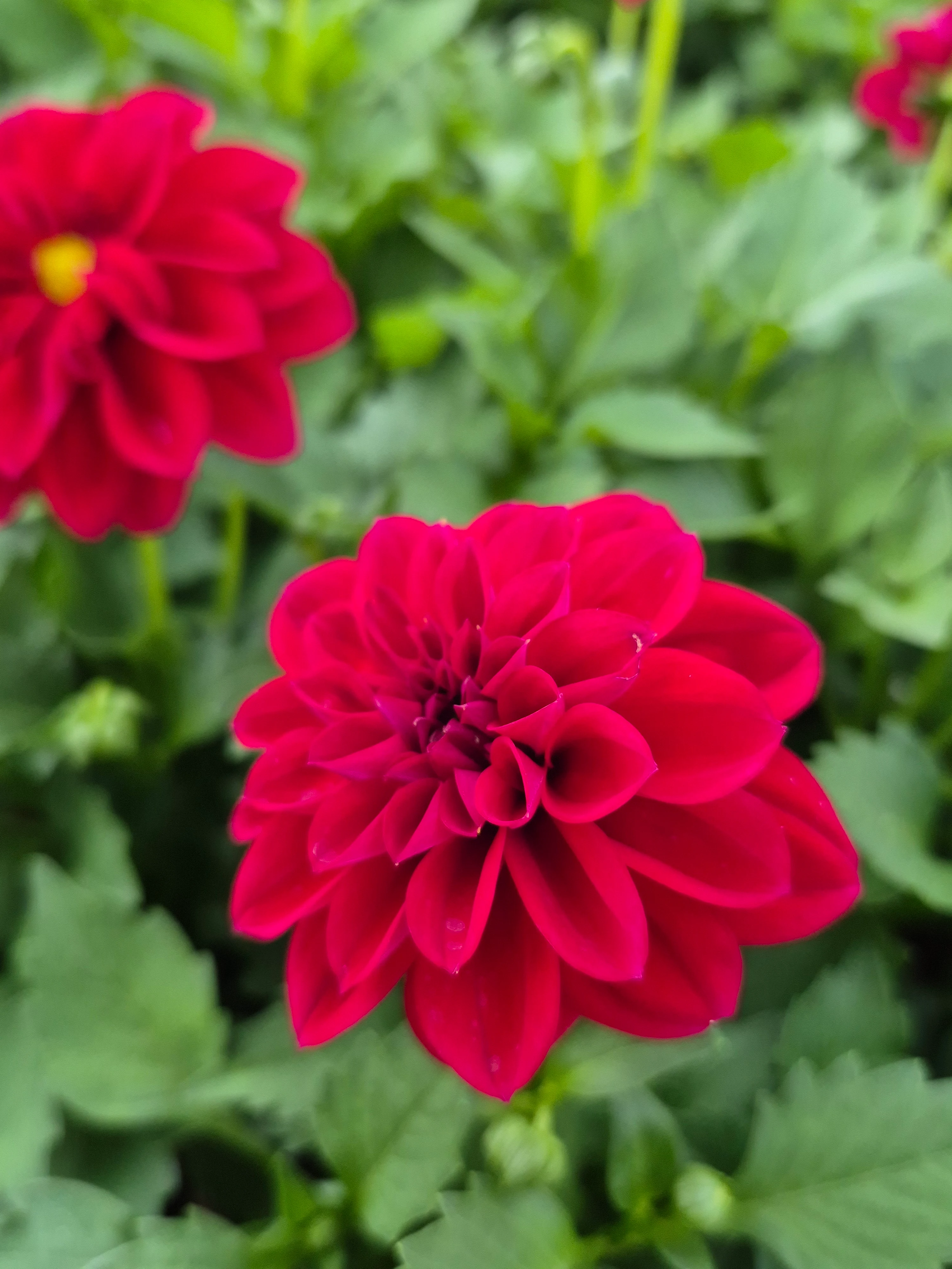 Dahlia hyb dahlietta select Patty (2).webp