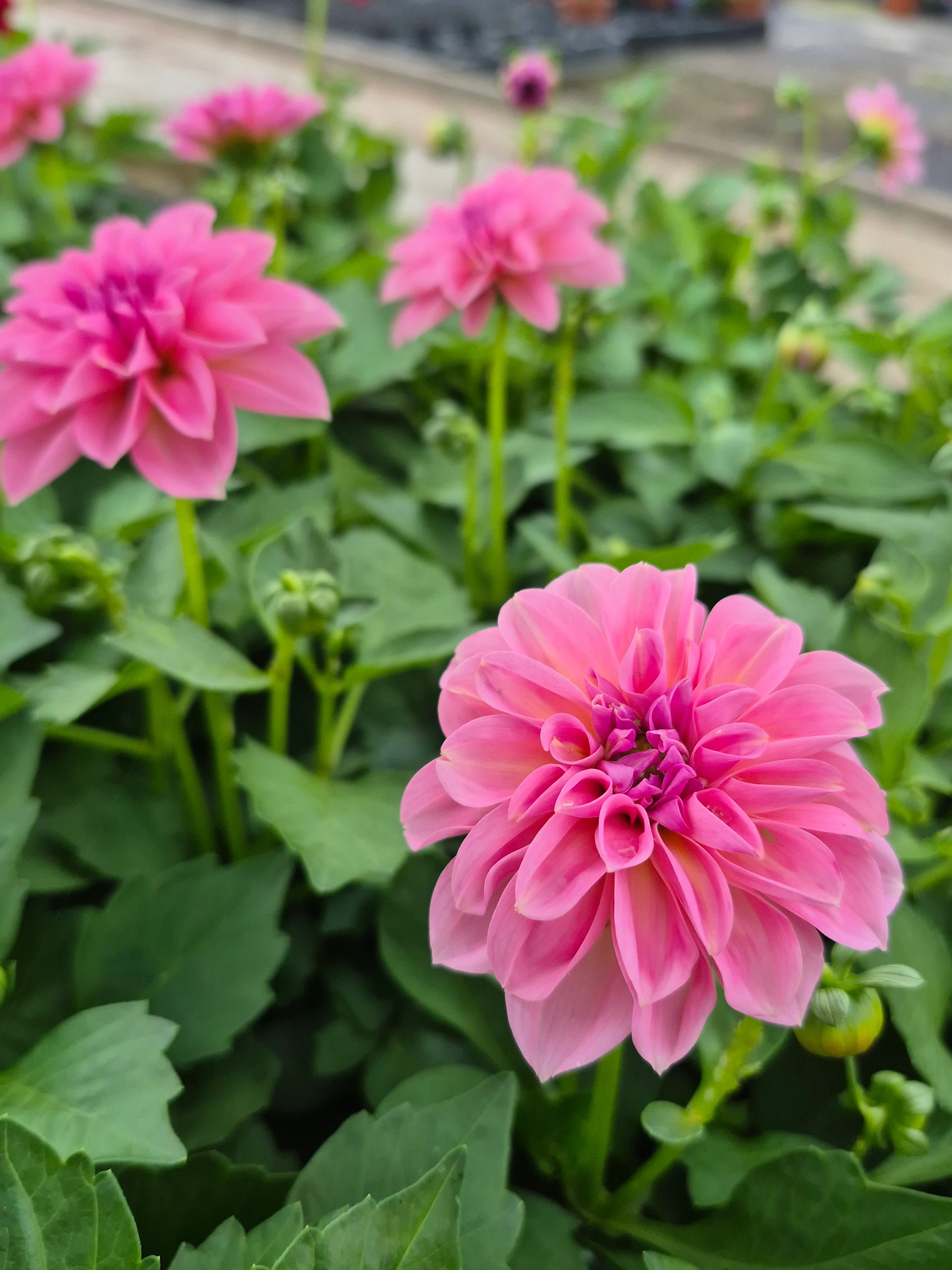 Dahlia hyb dahlietta select Emily (2).webp