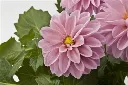 Dahlia hybrida Dahlietta Select Emily.webp