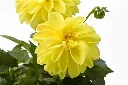 Dahlia hybrida Dahlietta Select Margareth.webp