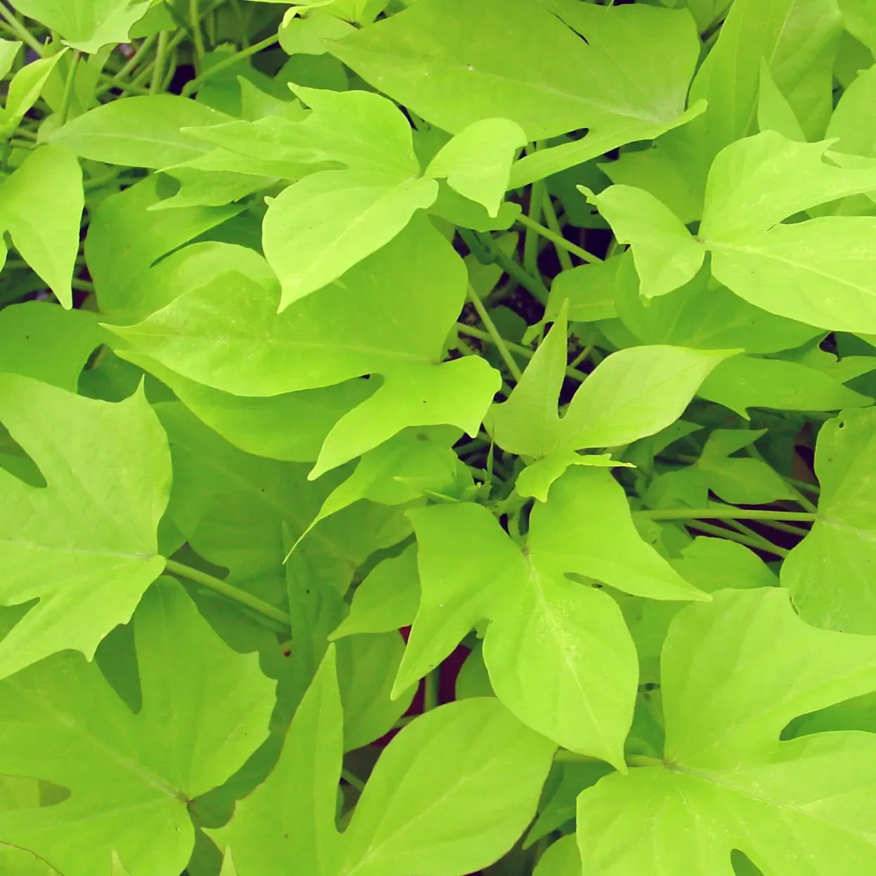 Ipomoea Margarita.webp