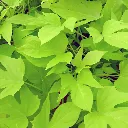 Ipomoea Margarita.webp