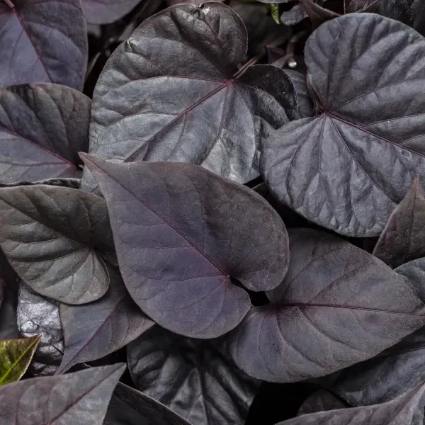 Ipomoea batatas Sweetheart Jet Black.webp
