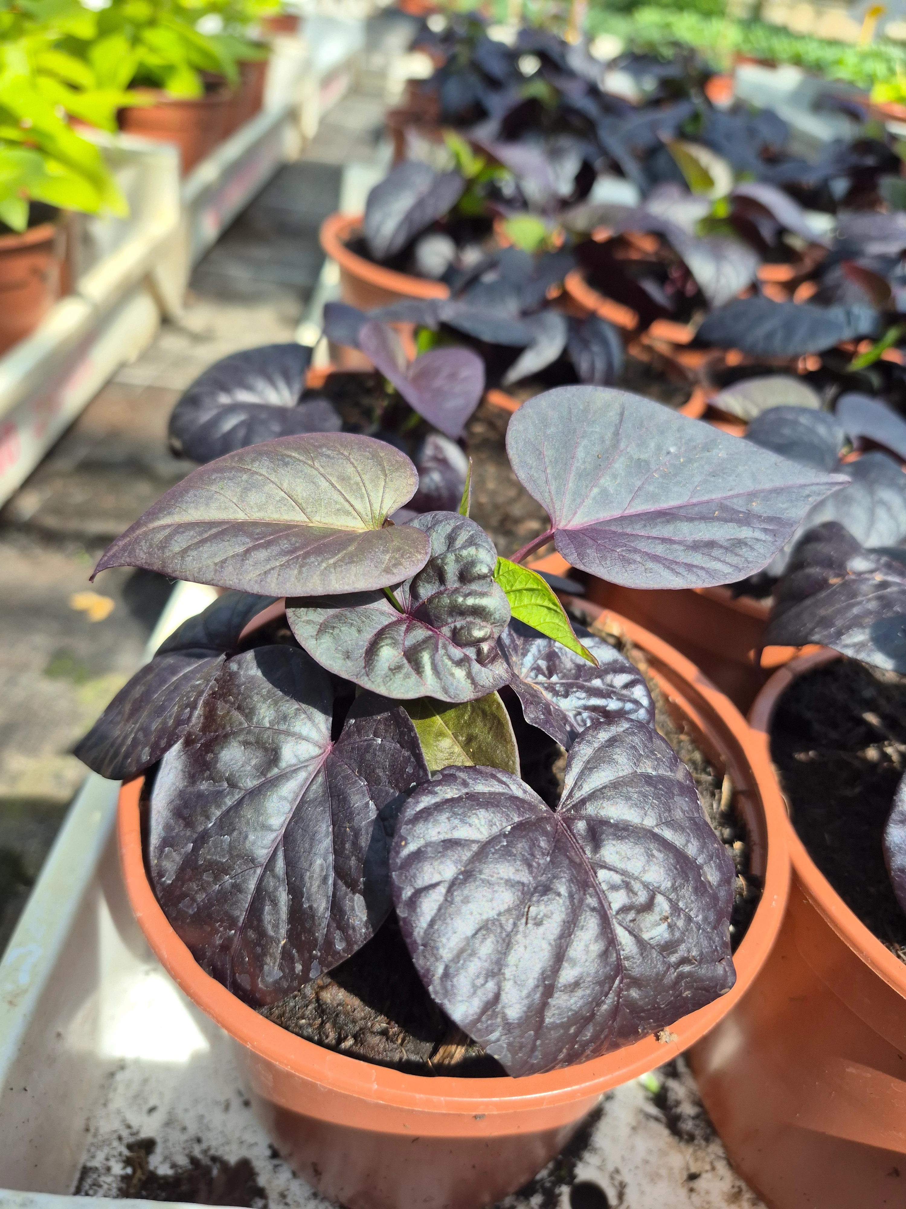 ipomoea batalas sweetheart jet black (2).webp