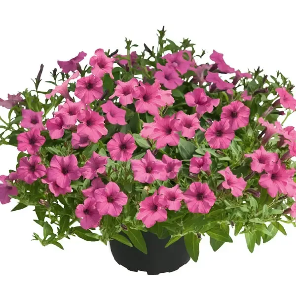 Petunia hybrida Mini Vista Hot Pink.webp
