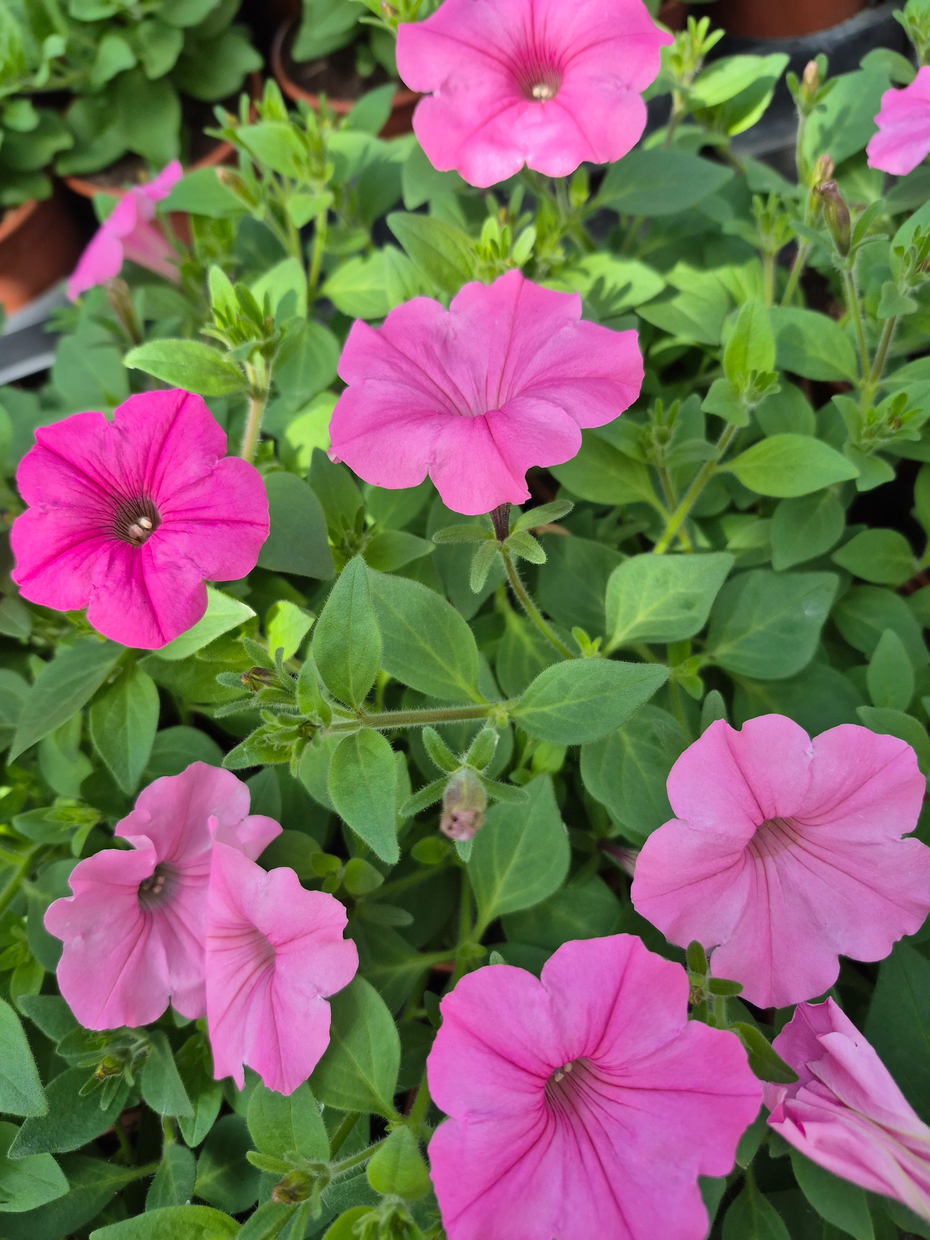 surfinia supertunia vista bubblegum.webp