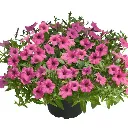Petunia hybrida Mini Vista Hot Pink.webp