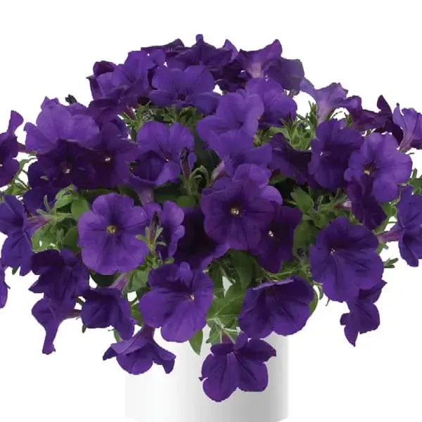 Petunia hybrida Capella Indigo Improved.webp