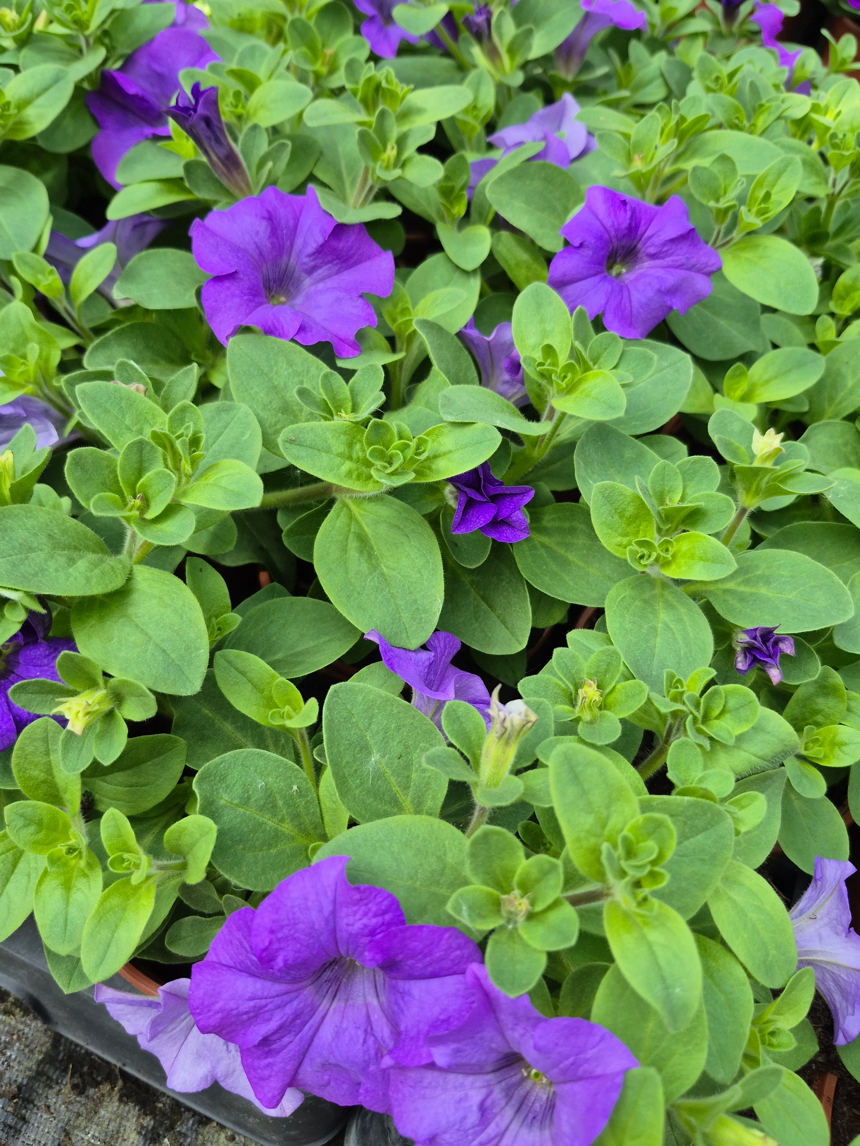 surfinia heavenly blue.webp