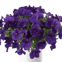 Petunia hybrida Capella Indigo Improved.webp