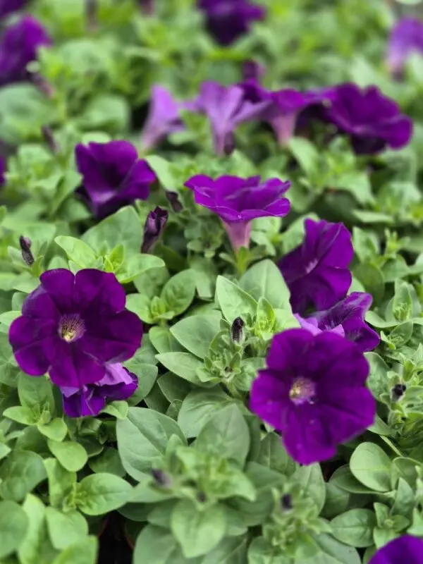 surfinia capella indigo improved.webp