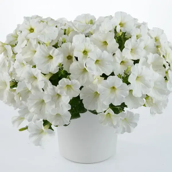 Petunia hybrida Capella White Improved.webp