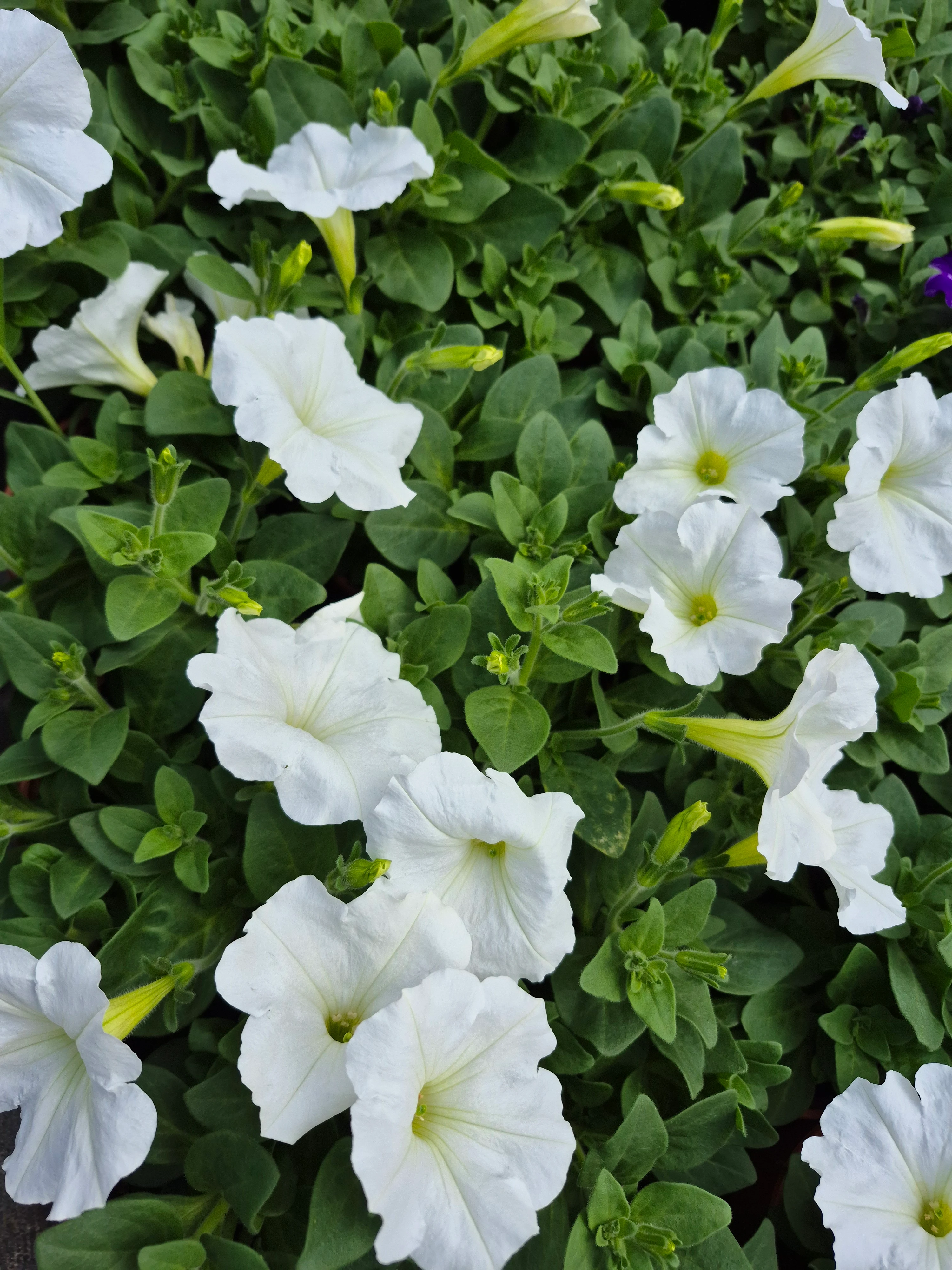 sufinia capella white improved.webp