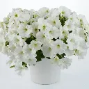 Petunia hybrida Capella White Improved.webp