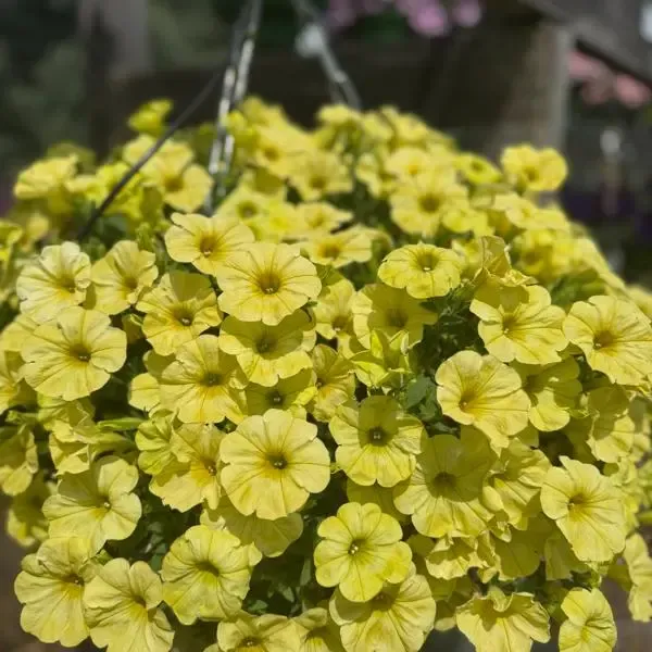 Petunia hybrida Capella Hello Sunshine.webp