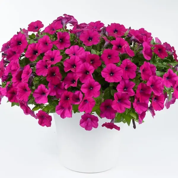 Petunia hybrida Capella Burgundy.webp