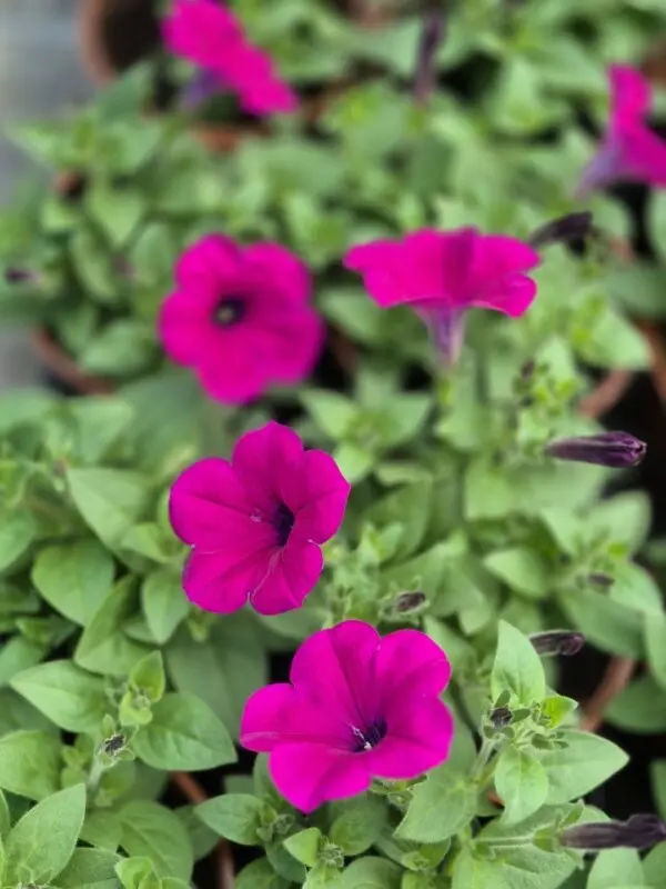 surfinia Hybbrida capella rose.webp